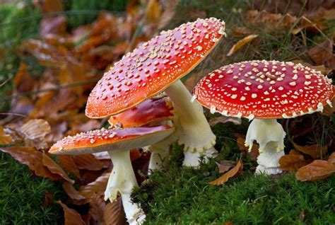 Mycology: The Study Of Fungi