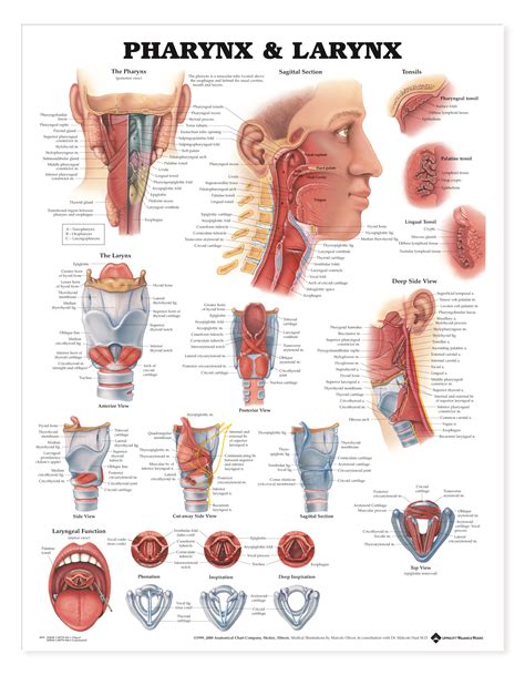 Pharynx And Larynx Chart Charts