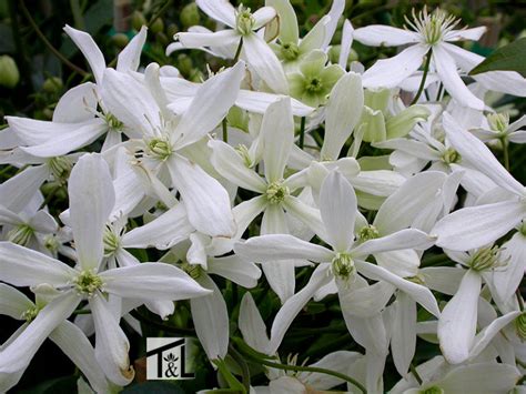 Evergreen Clematis Plants4home