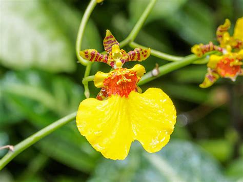 Dancing Lady Orchid Oncidium Varicosum Stock Photos Pictures And Royalty
