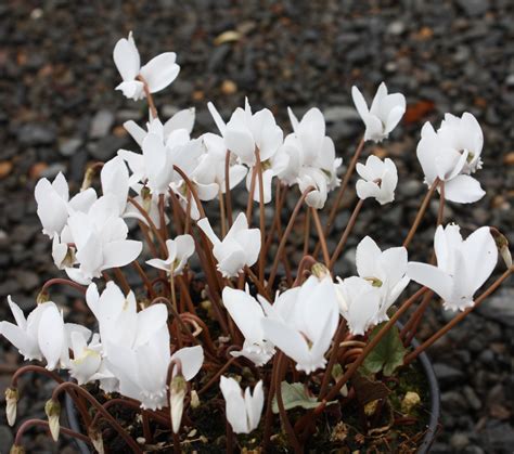 Edelweiss Perennials Cyclamen Hederifolium Silver Leafed Group