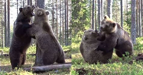 Photographer Captures Epic Bear Fight From Feet Away Petapixel