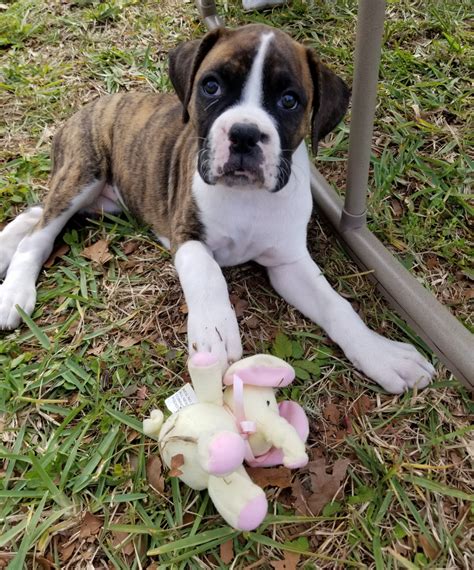 « » press to search craigslist. Boxer Puppies For Sale | Ocala, FL #289693 | Petzlover