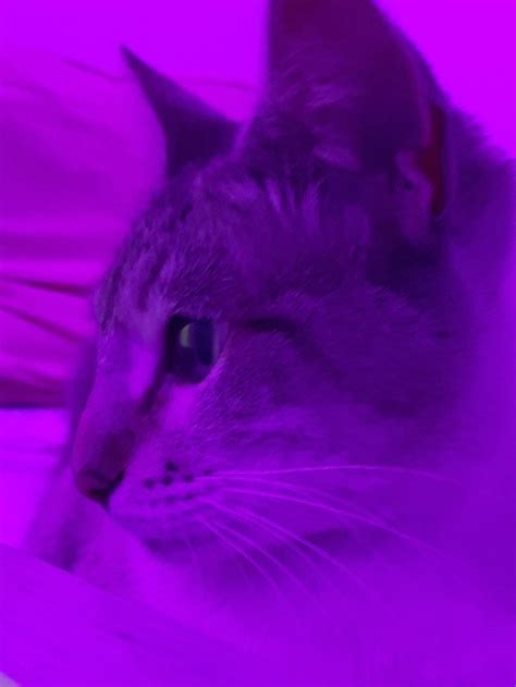 A Close Up Of A Cat Laying On A Bed With Purple Light In The Background