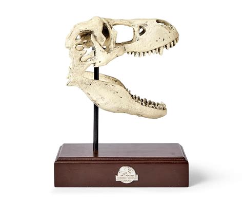 Buy Jurassic World Tyrannosaurus Rex Skull Resin Replica 9x8 Inch