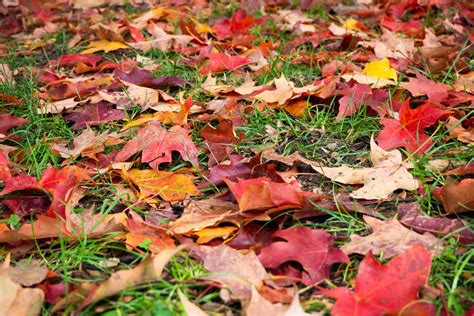 Is It Necessary To Rake Leaves Off The Lawn