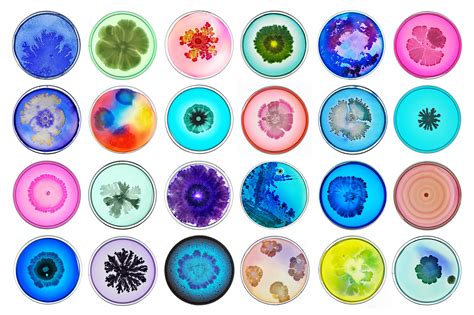 Gallery The Most Beautiful Bacteria Youll Ever See