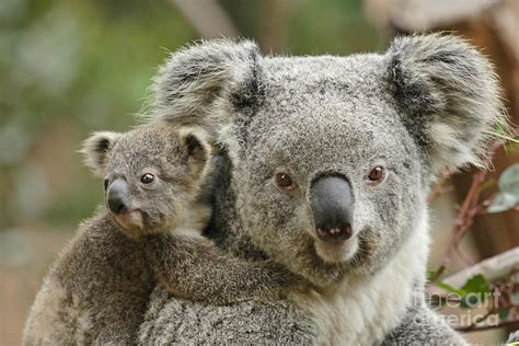 Baby Koala With Mom Photograph By Traci Law