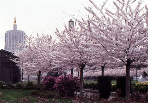 Prunus × Yedoensis Akebono Landscape Plants Oregon State University