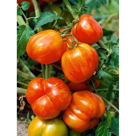 Mr Stripey Tomato Plant Two 2 Live Plants Not Seeds