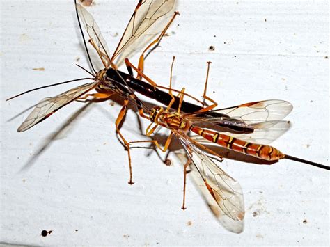 Ichneumon Wasps Megarhyssa Macrurus Mating Caught In Fla Flickr