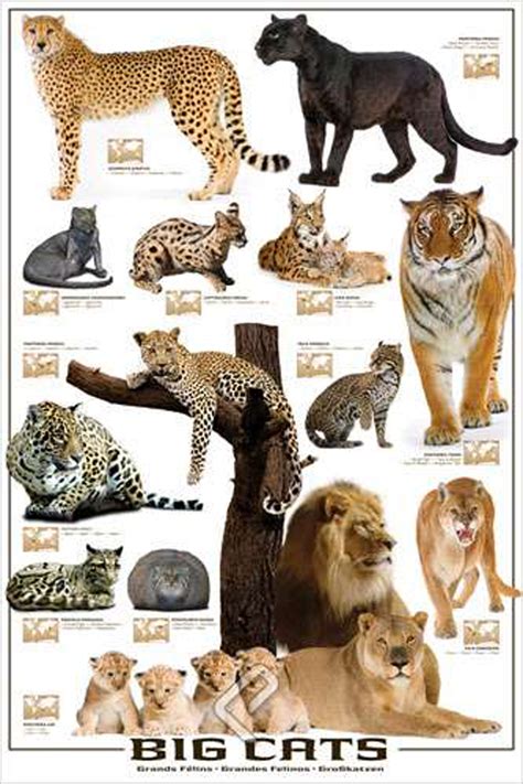 Big Cats Athena Posters