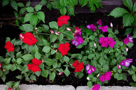 Impatiens Impatiens Walleriana I Hawkeri Are Valued For Their