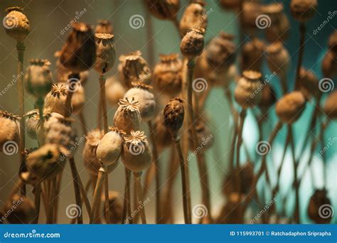 Dried Opium Poppy Head Plants For Medicine Or Drugs Stock Image Image Of Agriculture Heads