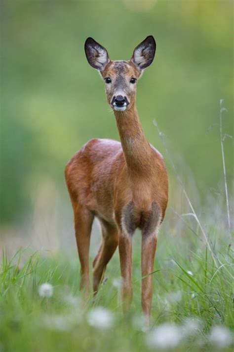 Another character of the challenge of simar_! Very cute deer - Lady in red Photo by Urmas Kärdi ...