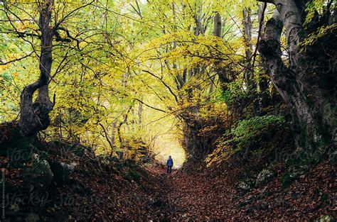 Autumn Woods By Stocksy Contributor Cosma Andrei Stocksy