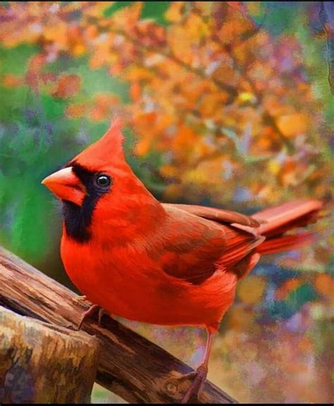 Cardinal Wild Birds Photography Beautiful Birds Bird Photography
