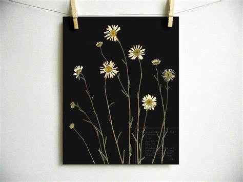 Oxeye Daisy Print White Daisy Art Botanical Art Pressed Daisies Wall