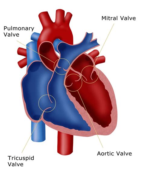 Heart Valves Medical Illustration Heart Anatomy Scientific Illustration