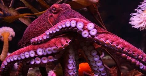 10 Incredible Facts That Prove Octopuses Are Amazing Listverse