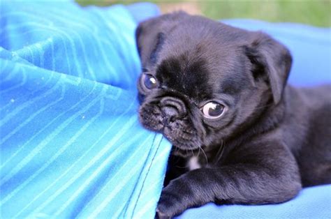 The Real Information About Teacup Pugs You Cant Afford To Miss Dogappy