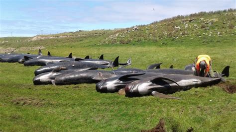 Nearly 200 Whales Killed In Mass Strandings Within A Week In New Zealand Vice