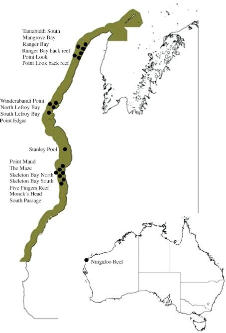 Map Showing Location Of Ningaloo Reef And The 18 Sites Where Rays Were