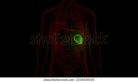 Human Internal Organ Spleen Anatomy D Stock Illustration