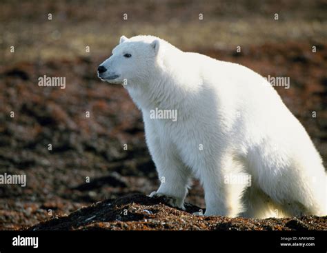 Polar Bear Ursus Maritimus Stock Photo Alamy