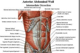 In the female this is replaced by a fibrous. Abdominal Muscles in Muscles | Muscular / Bone | Pinterest ...