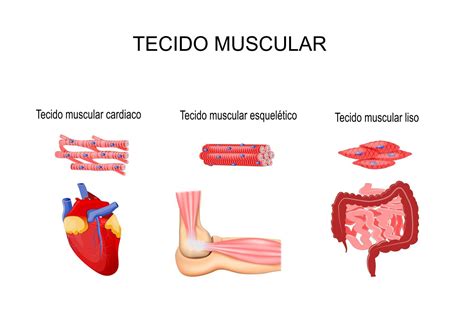 Quais As Estruturas Responsáveis Por Detectar Alterações No Comprimento Muscular