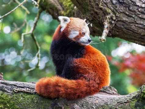 Red Panda Sitting On A Tree Branch Stock Photo Image Of Closeup Asia