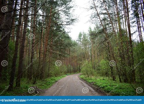 Forest Road Through A Pine Forest The Grass Is Green Near Tall Slender