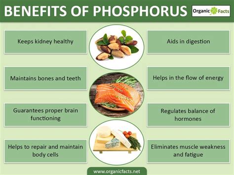 10 Amazing Benefits Of Phosphorus Organic Facts Vegetable Benefits