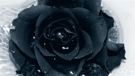 Black Wallpaper With Rose Carrotapp