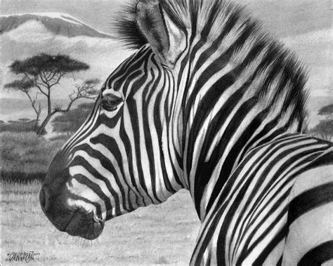 Zebra Drawing By Tim Dangaran