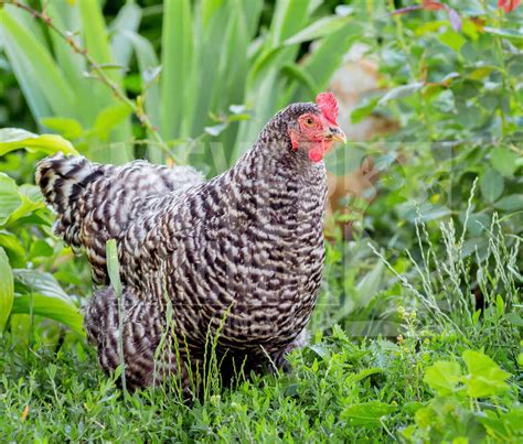 gardening with your chickens meyer hatchery blog