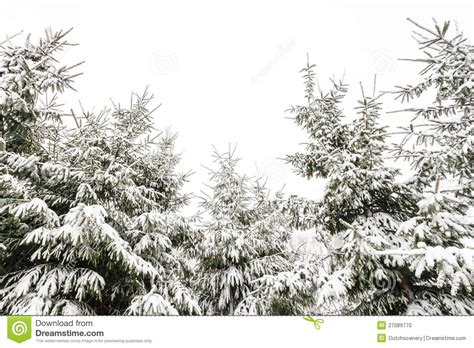 Evergreen Pine Trees Covered With Snow In Winter Stock
