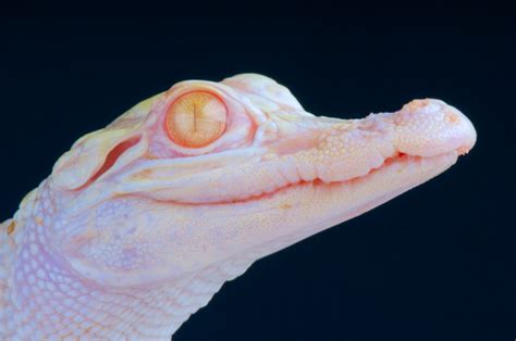 Two Albino Alligator Babies Were Born At A Zoo In Florida And I Have To