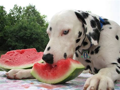 Watermelon Summer Treats For Your Dogs