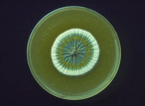 Colony Of Fungus Penicillium Notatum By Andrew Mcclenaghanscience