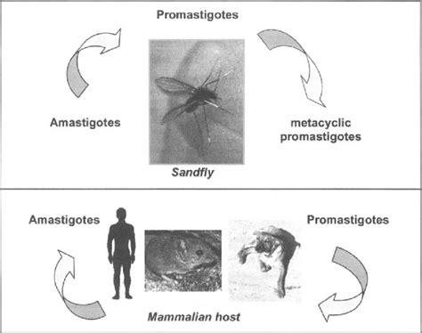 Schematic Representation Of The Life Cycle Of Leishmania Spp Parasites Download Scientific