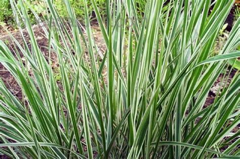 Plantfiles Pictures Variegated Feather Reed Grass Overdam
