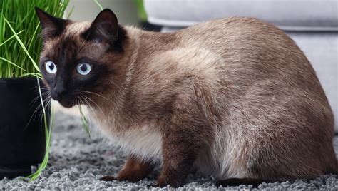 Thai Cat Breed Pictures Characteristics And Facts