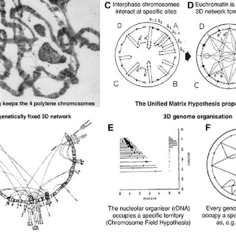 Definition Of The Gene A Functional Polypeptide Basis Of A Unit