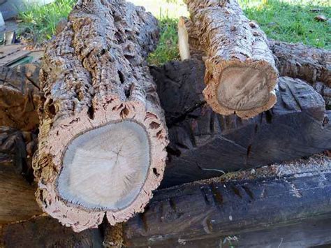 Cross Section Of A Felled Cork Tree Showing The Thickness Of The Cork