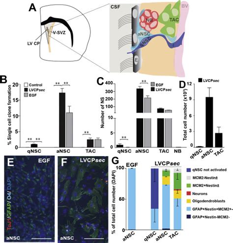 Age Dependent Niche Signals From The Choroid Plexus Regulate Adult