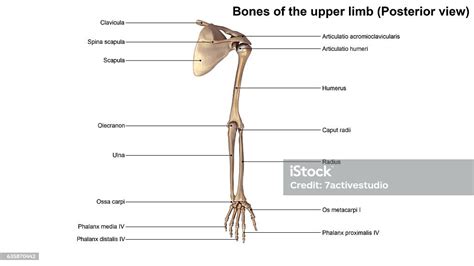 Bones Of The Upper Limb Stock Photo Download Image Now Anatomy