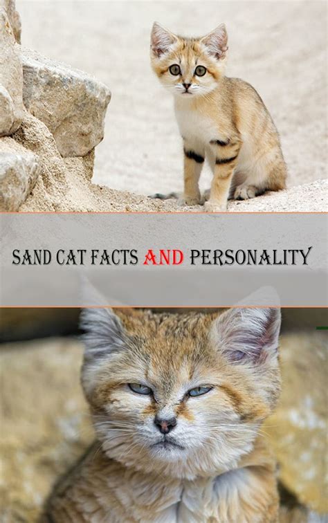 Hundreds of millions of cats are kept as pets around the world. Sand Cat Facts and Personality - Cats In Care