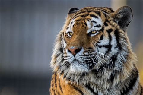 Fluffy kittens and puppies will always bring instant smiles on our faces and thank god, there are so many pictures with them that we will never. Tiger Closeup 4k, HD Animals, 4k Wallpapers, Images ...